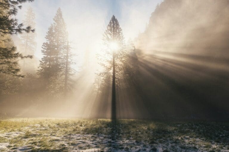 Sunlight filtering through tall trees onto a frost-covered meadow, symbolizing moments of joy and hope amidst the stages of grief.